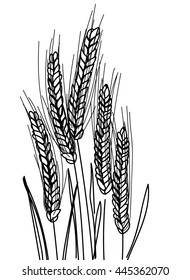 Ripe rye. Ears of corn in a field with leaves . Vector freehand drawing , sketch.