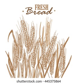 Ripe rye. Ears of corn in a field with leaves . Vector freehand drawing , sketch. Fresh bread .