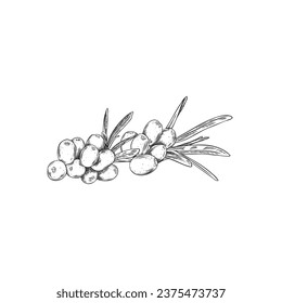 Ripe sea buckthorn, summer harvest fruit engraved hand drawn illustration. Vector isolated branch with juicy berries and leaves line ink style. Natural vegetarian food, healthy vitamin herb