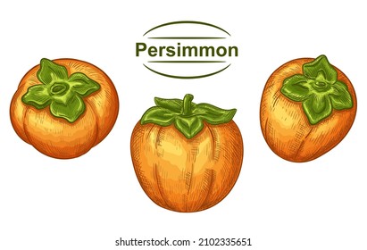 Ripe sharon persimmon asian yellow juicy fruit hand drawn set. Exotic autumn Japanese kaki whole fruitage. Tropical sweet vitamin healthy dessert food. Juice package label. Botanical sketch vector