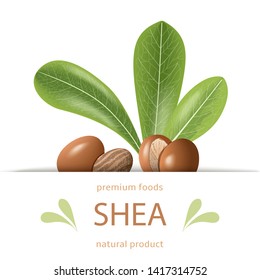 Ripe shea nuts and leaves label. shi tree pods whole and cracked. Vitellaria paradoxa. Premium foods. Card template copy space. cosmetics, aromatherapy, perfume, food, healthcare, ointments, oil print svg