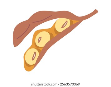 Ripe soybeans pod vector illustration