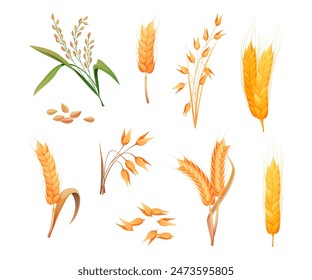 Reife Spikelets von Hafer oder Weizen. Vektorgrafik isolierte Weizenohren vom Acker. Anbau- und Ernteverfahren, Landwirtschaft und Tierhaltung, Getreide- und Blättersatz vom Bauernhof, Bio-Zutat