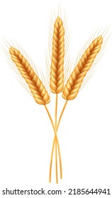Ripe spikelets of wheat with grains,ears and stalks.Realistic illustration of seed plants,organic farming farming.Healthy lifestyle element.