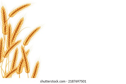 Ripe spikelets of wheat with grains,ears and stalks.Realistic illustration of seed plants,organic farming farming.Healthy lifestyle element.