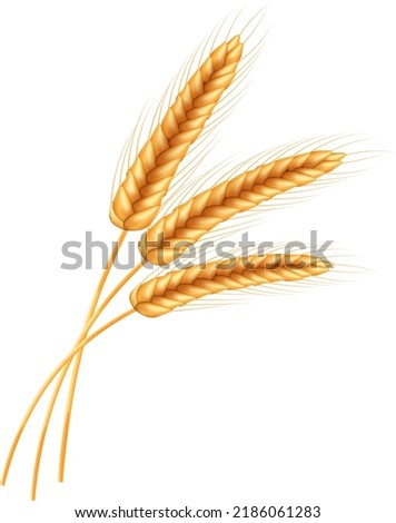 Ripe  spikelets of wheat with grains,ears and stalks.Realistic illustration of seed plants,organic farming farming.Healthy lifestyle element.