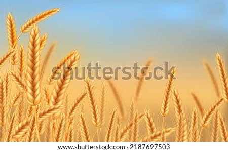 Ripe spikelets of wheat with grains,ears and stalks.Realistic illustration of seed plants,organic farming farming.Healthy lifestyle element.