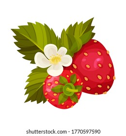 Ripe Strawberry Fruit with Green Leaves and Blossoming Flower Vector Illustration