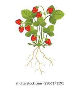 Ripe Strawberry Isolated on White Background. Fragrant, Red, Juicy Berries Grow On Sprawling Green Runners, with Heart-shaped Leaves and Roots. Garden or Wild Berry Bunch. Cartoon Vector illustration