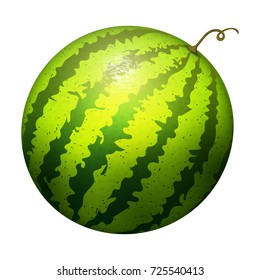 Ripe striped watermelon realistic juicy vector illustration natural green isolated ripe melon.