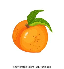 Ripe, summer peach. Cartoon vector graphics.