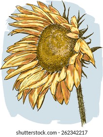 ripe sunflower