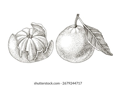 Mandarinas maduras dibujadas a mano Ilustración vectorial
