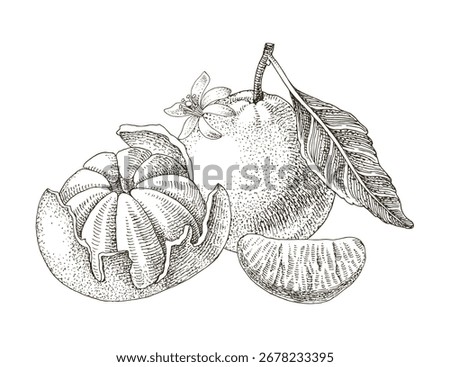 Ripe tangerines hand drawn vector illustration
