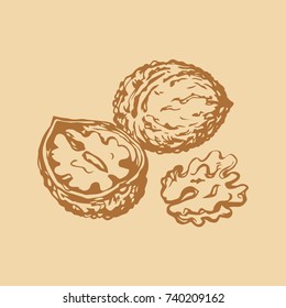 Ripe tasty Juglans pods isolated on beige backdrop. Freehand outline ink hand drawn picture sketchy in art vintage scribble style pen on paper. Closeup view with space for text