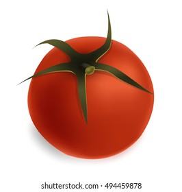 Ripe tomato isolated vector