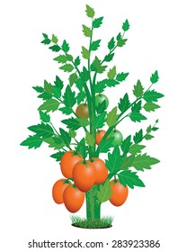 ripe tomato on plant vector design