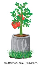 ripe tomato on plant vector design