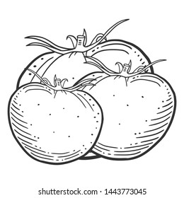 Ripe tomato. Vector concept in doodle and sketch style. Hand drawn illustration for printing on T-shirts, postcards.