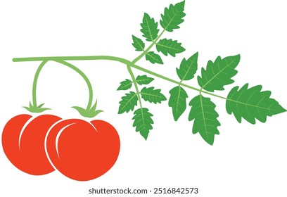 Ripe Tomato Vine: Vector de existencias para la alimentación y la agricultura. Tomate maduro: Ilustración vectorial. Gráfico de Vector para Granja y Mercado. Planta de tomate con fruta madura.