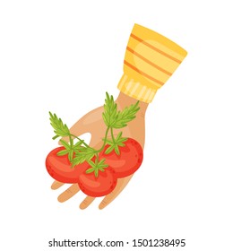 Ripe tomatoes in the hand. Vector illustration on a white background.