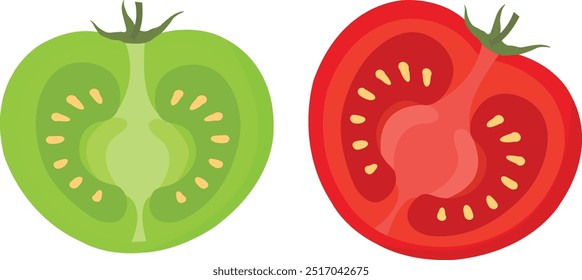 Reife und unreife Tomaten Querschnitt Vergleich: Halbschnitt-Vektor. Bio-Tomaten-Sorte. Saftige Tomatenscheiben. Stock-Vektor für Ernährung und Landwirtschaft. Vektorgrafik für Farm und Markt.