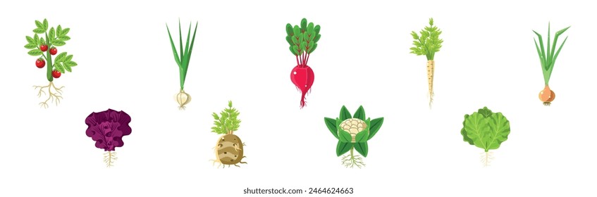 Ripe Vegetable Agricultural Plant with Root Vector Set