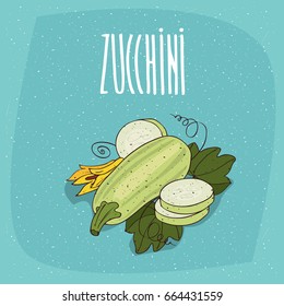 Ripe vegetable fruits courgette, whole and beautifully cut into pieces. Visible flesh and seeds. Isolated blue background. Realistic hand draw style. Lettering Zucchini. Vector illustration