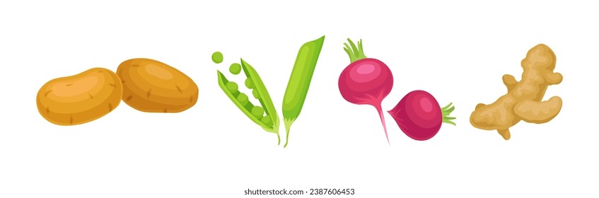 Ripe Vegetable and Local Agricultural Crop Vector Set