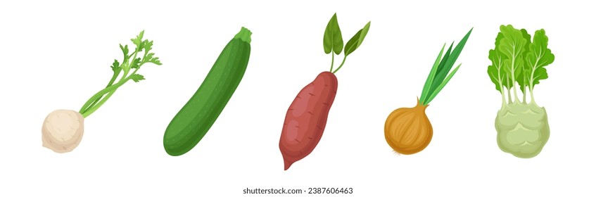 Ripe Vegetable and Local Agricultural Crop Vector Set