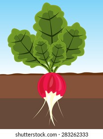 The Ripe vegetable radish in ground.Vector illustration