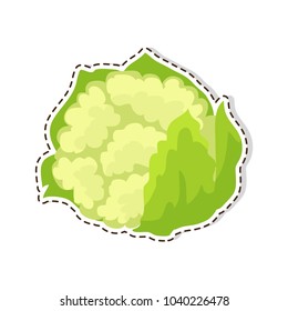 Ripe vegetable sticker or icon. Cauliflower flat vector isolated on white background. Vegetarian food illustration outlined with dotted line