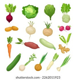 Ripe Vegetables as Agricultural and Garden Crop Big Vector Set