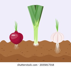 Ripe vegetables in the garden. Onion, garlic, leek. Cartoon design.