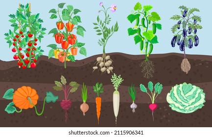 Ripe vegetables grow in the garden. Onion, pumpkin, potatoes, radish, daikon, garlic, cucumbers, cabbage, eggplant,tomatoes.