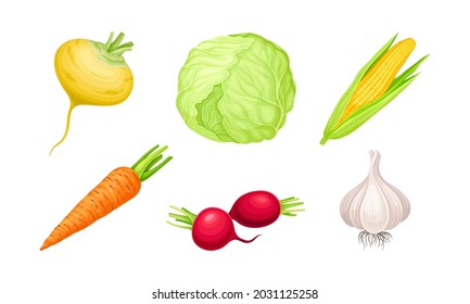 Ripe Vegetables as Healthy Raw Food Vector Set