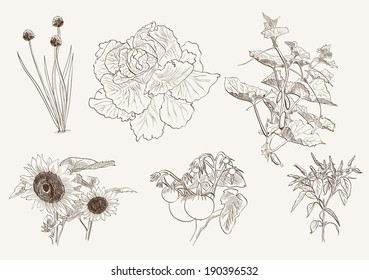 ripe vegetables. set nine of vector sketches