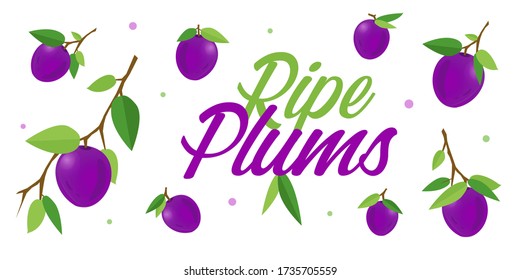 Las ciruelas violetas o lilas maduras sobre ramas con hojas verdes. Dibujo vectorial de caricaturas de frutas frescas sobre fondo blanco para folletos, volantes, pancartas, afiches, decoración o diseño impreso.