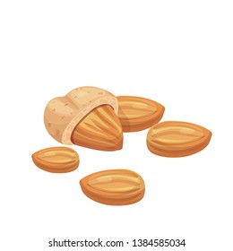 ripe walnut almond vector illustration