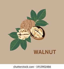 Ripe walnut, nut, walnuts fruits green tree branch with leaves isolated,  vector illustration on grey background