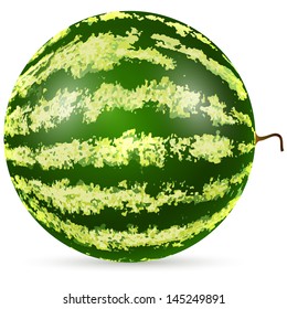 Ripe watermelon isolated on white background vector illustration.
