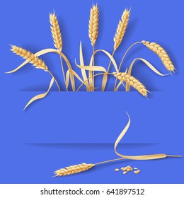 Ripe wheat ears  and grains  on blue background with space for text