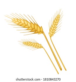 Ripe wheat ears. Isolated vector.