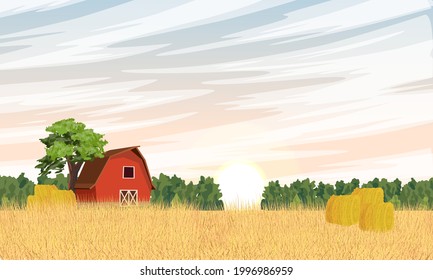 Ripe wheat field and red barn. Agriculture and growing cereals. Realistic vector landscape