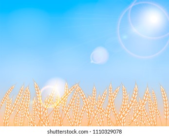 Ripe Wheat field. Vector illustration.