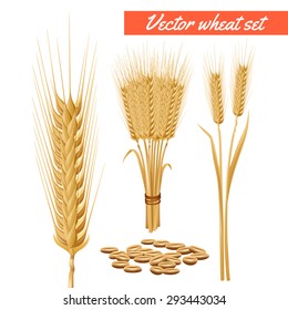 Ripe wheat plant harvested heads and grain decorative and health benefits advertizing poster background abstract vector illustration