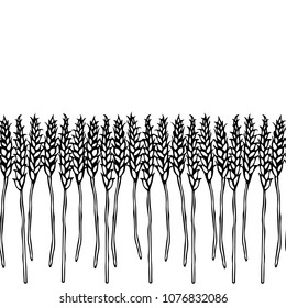 Ripe Wheat Spikelets Endless Brush. Border Ribbon of Malt with Space for Text. Farm Harvest Template. Realistic Hand Drawn Illustration. Savoyar Doodle Style.