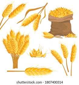 Trigo puro. Oreja de trigo maduro amarillo, ramo de espigas y pila de granos, cosecha de cereales en la ilustración de bolsas. Dibujo de vector aislado sobre fondo blanco. Agricultura o panadería, concepto de agricultura orgánica