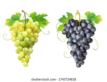 Ripe white and dark grapes isolated. Vector illustration. 