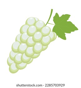 Ripe white grapes with leaves on a white background. Grape brush for decorative design. Garden nature.